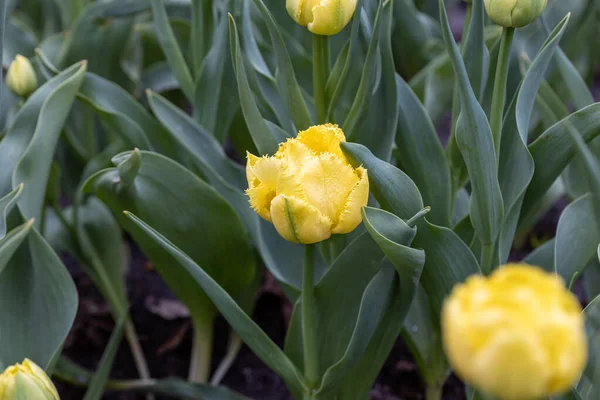 Желтые Тюльпаны Клумбе Парке Детальный Вид — стоковое фото