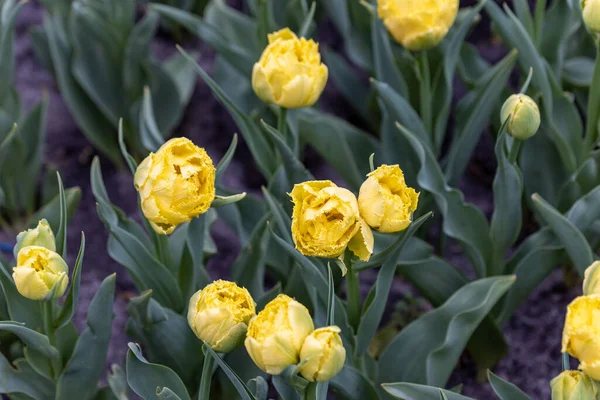 Tulipes Jaunes Sur Lit Fleurs Dans Parc Vue Détaillée — Photo