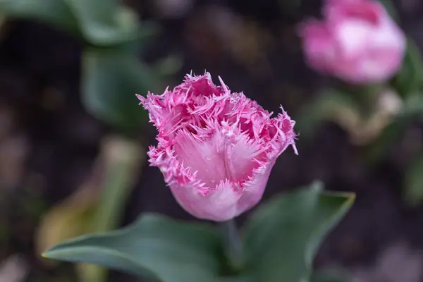 Tulipani Viola Aiuola Parco Vista Dettagliata — Foto Stock