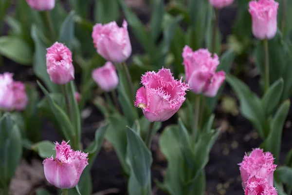 Tulipes Violettes Sur Lit Fleurs Dans Parc Vue Détaillée — Photo