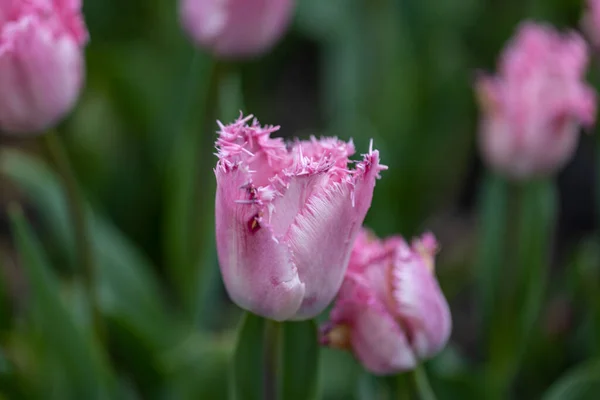 Paarse Tulpen Een Bloembed Een Park Gedetailleerd Uitzicht — Stockfoto