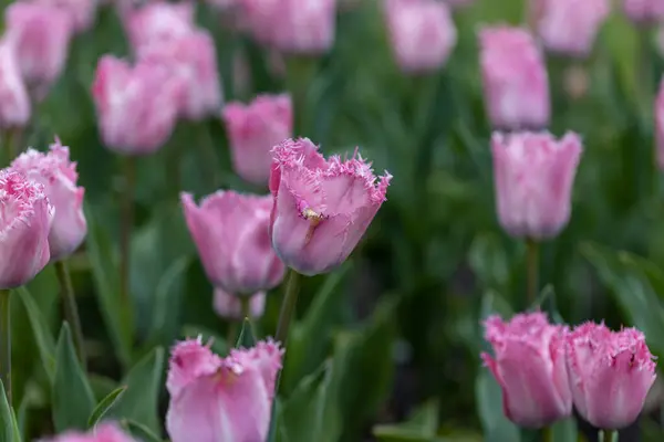 Tulipes Violettes Sur Lit Fleurs Dans Parc Vue Détaillée — Photo