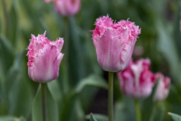 Tulipes Violettes Sur Lit Fleurs Dans Parc Vue Détaillée — Photo