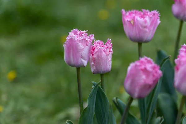 Tulipes Violettes Sur Lit Fleurs Dans Parc Vue Détaillée — Photo