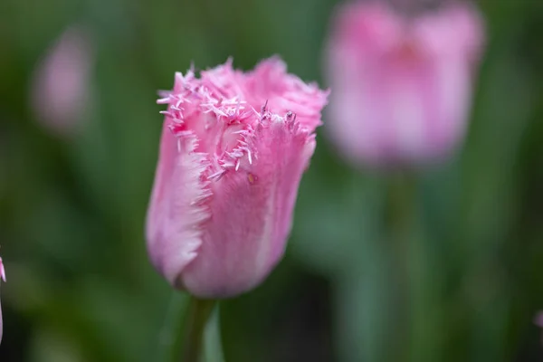 Tulipes Violettes Sur Lit Fleurs Dans Parc Vue Détaillée — Photo