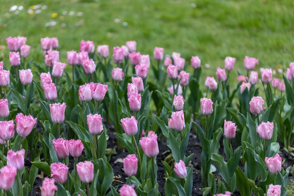 Purple Tulips Flowerbed Park Detailed View — Stock Photo, Image