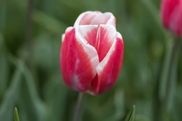 Tulipes Rouges Avec Une Bande Blanche Dans Parc Vue Détaillée — Photo
