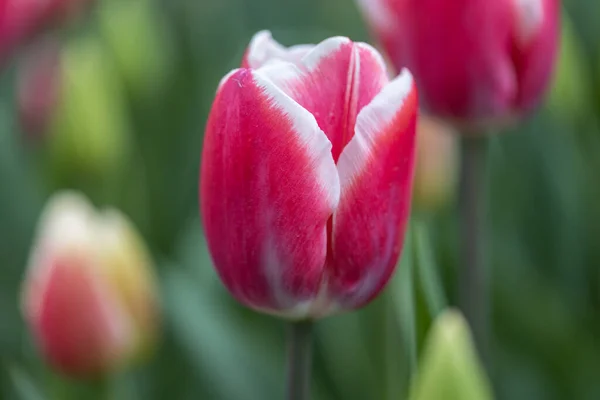 Tulipes Rouges Avec Une Bande Blanche Dans Parc Vue Détaillée — Photo