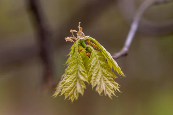 Hojas Jóvenes Árboles Bosque Primavera — Foto de Stock