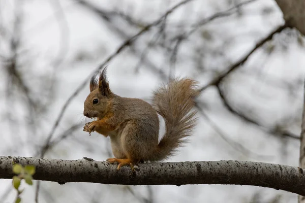 의나무 다람쥐 — 스톡 사진