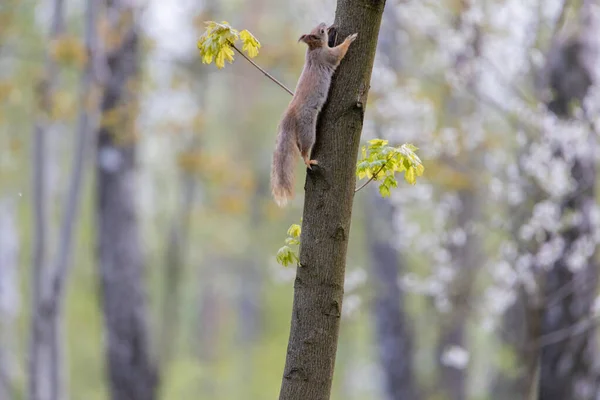 의나무 다람쥐 — 스톡 사진