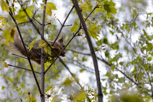 Scoiattolo Rosso Albero Parco Primavera — Foto Stock