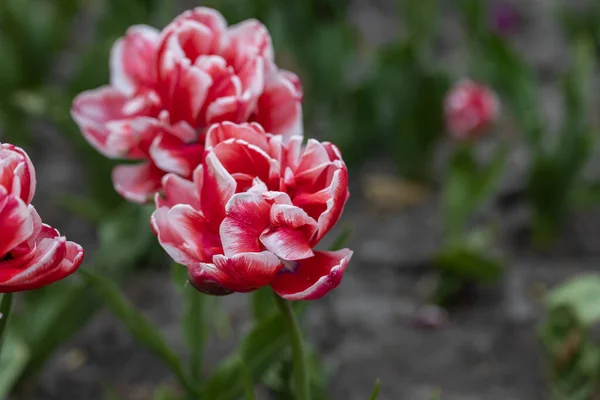 Rote Tulpen Mit Weißem Streifen Park Detailansicht — Stockfoto
