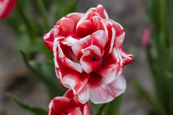 Rote Tulpen Mit Weißem Streifen Park Detailansicht — Stockfoto