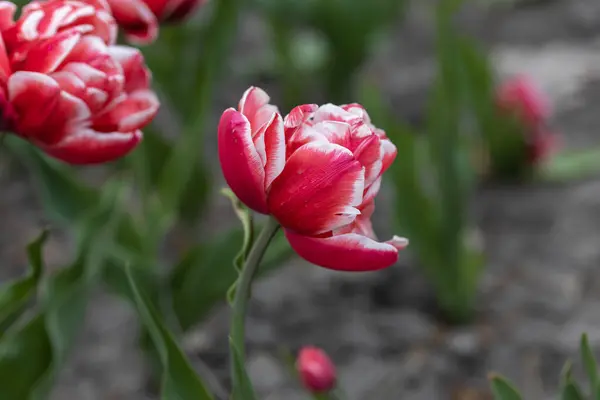 Tulipani Rossi Con Una Striscia Bianca Nel Parco Vista Dettagliata — Foto Stock
