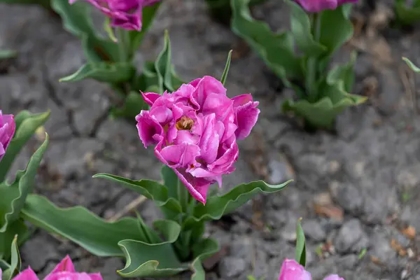 Blumenbeet Mit Lila Tulpen Park Detailansicht — Stockfoto
