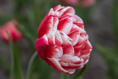 Parkta beyaz çizgili kırmızı laleler, detaylı bir manzara..