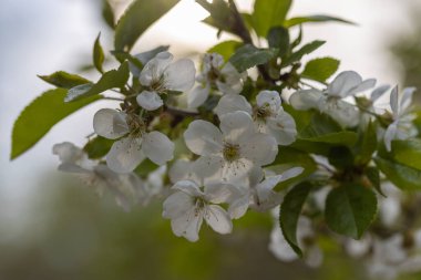 Baharda kiraz ağacının beyaz çiçekleri.
