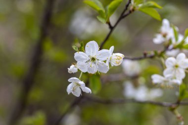 Baharda kiraz ağacının beyaz çiçekleri.