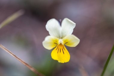 Ormandaki nonoş çiçek.