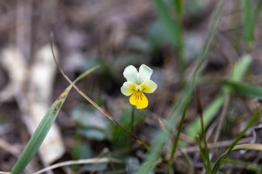 Ormandaki nonoş çiçek.