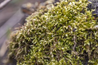 Bahar ormanında yeşil yosun, yakın plan.