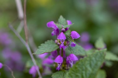 İlkbaharda mor orman çiçekleri. Yakın plan..