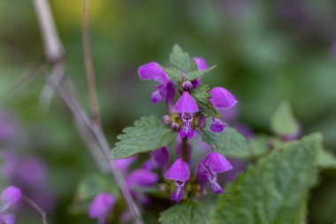 İlkbaharda mor orman çiçekleri. Yakın plan..