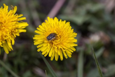 Bir böcek sarı bir karahindiba çiçeğinin üzerinde oturur..