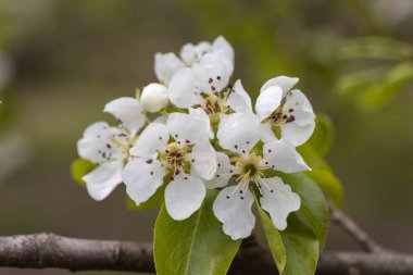 Baharda kiraz ağacının beyaz çiçekleri.