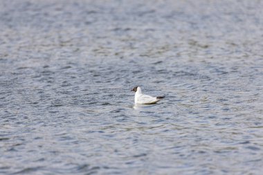 Nehir martıları gölde yüzer