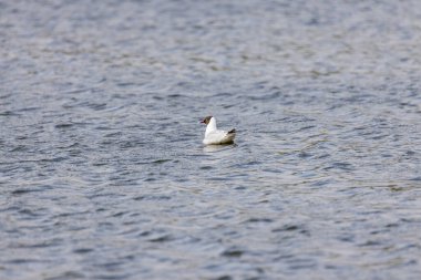 Nehir martıları gölde yüzer