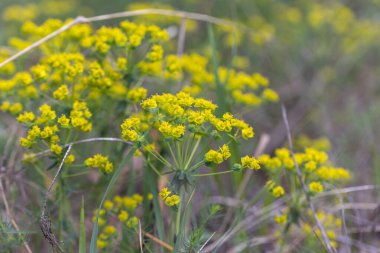 Baharda sarı orman çiçekleri. Ayrıntılı görünüm.