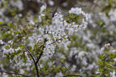 Baharda kiraz ağacının beyaz çiçekleri.