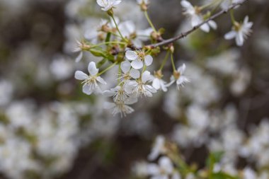 Baharda kiraz ağacının beyaz çiçekleri.