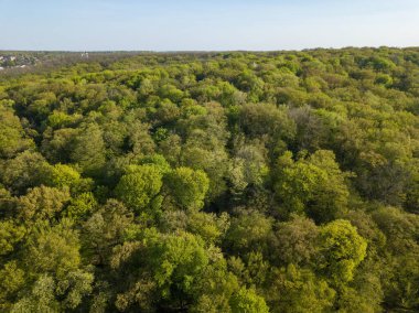 Hava aracı görüntüsü. Güneşli bir günde baharda yaprak döken orman.