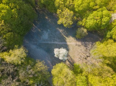 Bahar günü, yaprak döken bir ormandaki bir açıklıktan geçen kirli bir patika. Hava aracı görünümü.