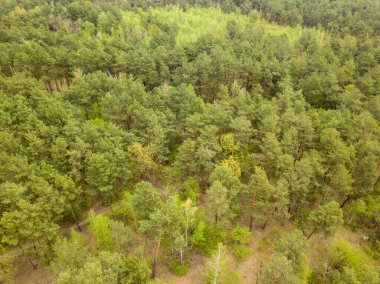 Baharda kozalaklı orman. Hava aracı görünümü.