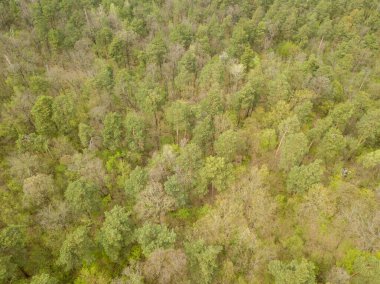 Baharda kozalaklı orman. Hava aracı görünümü.