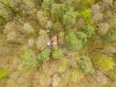 Baharda kozalaklı orman. Hava aracı görünümü.