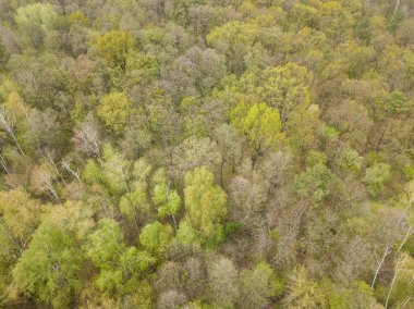 Baharda kozalaklı orman. Hava aracı görünümü.