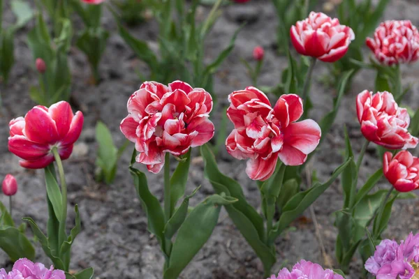 Красные Тюльпаны Белой Полосой Парке Детальный Вид — стоковое фото