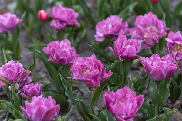 Floraison Tulipes Violettes Dans Parc Vue Détaillée — Photo