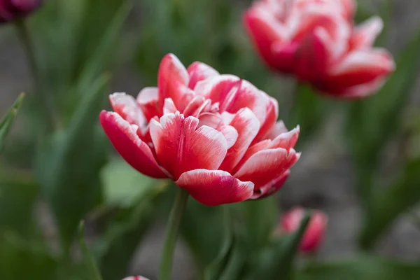 Rote Tulpen Mit Weißem Streifen Park Detailansicht — Stockfoto