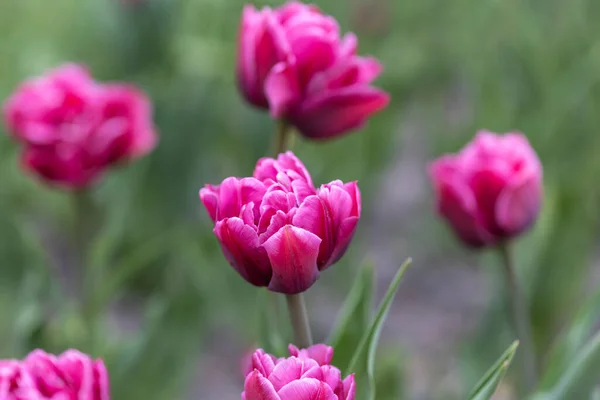 Tulipes Violettes Dans Lit Fleurs Vue Détaillée — Photo