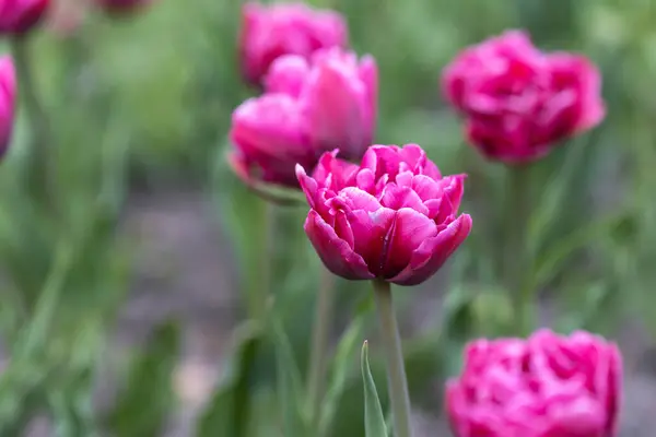 Tulipes Violettes Dans Lit Fleurs Vue Détaillée — Photo