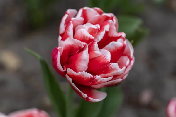 Tulipes Rouges Avec Une Bande Blanche Dans Parc Vue Détaillée — Photo