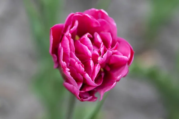 Фиолетовые Тюльпаны Клумбе Подробный Обзор — стоковое фото