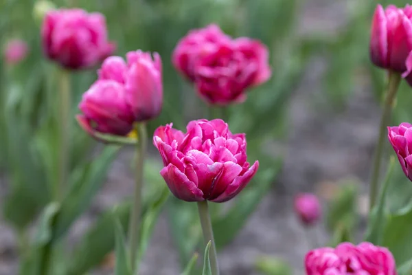 Tulipes Violettes Dans Lit Fleurs Vue Détaillée — Photo