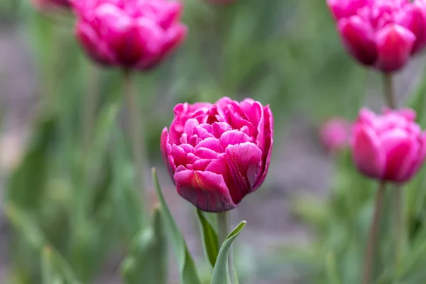 Tulipani Viola Nell Aiuola Vista Dettagliata — Foto Stock